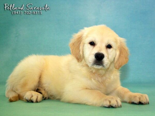 Golden Retriever DOG Male LT GLDN 22751 Petland Sarasota, Florida