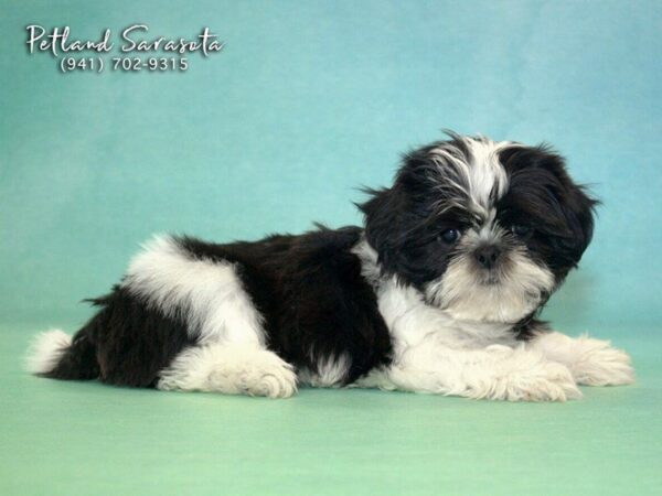 Shih Tzu DOG Female BRDL & WH 22753 Petland Sarasota, Florida