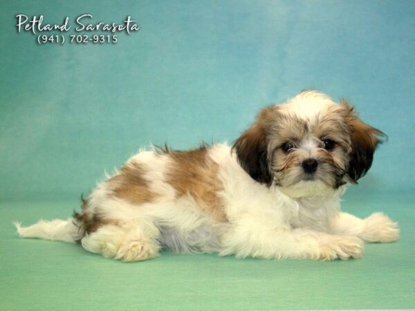 Teddy Bear DOG Female Sable 22768 Petland Sarasota, Florida