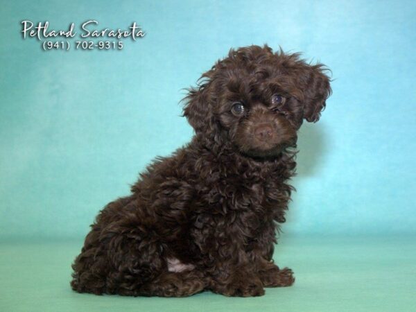 *2nd Gen. Cockapoo DOG Male Brown 22769 Petland Sarasota, Florida