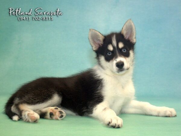 Husky Mo DOG Female Black / White 22770 Petland Sarasota, Florida