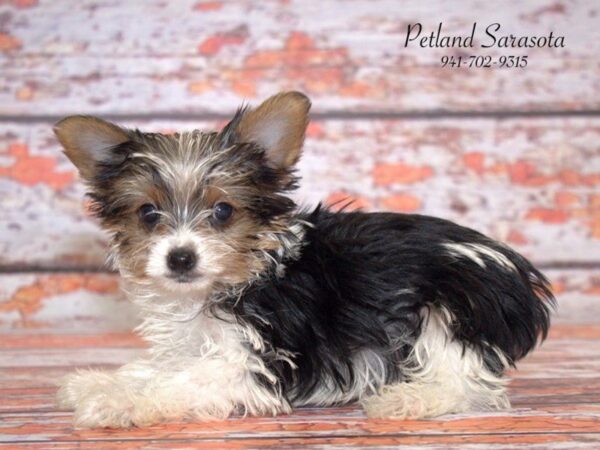 Yorkshire Terrier DOG Male PARTI-COLOR 22797 Petland Sarasota, Florida