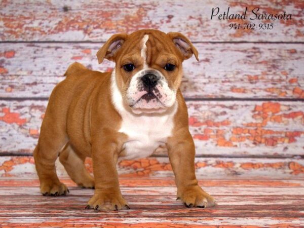 English Bulldog DOG Male Red / White 22800 Petland Sarasota, Florida