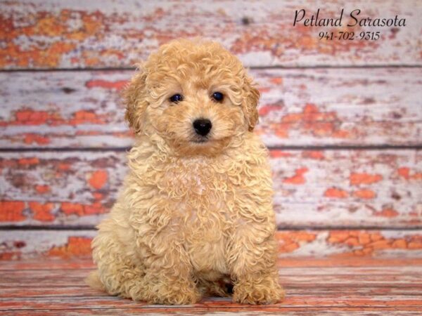 Poodle DOG Male Cream 22806 Petland Sarasota, Florida