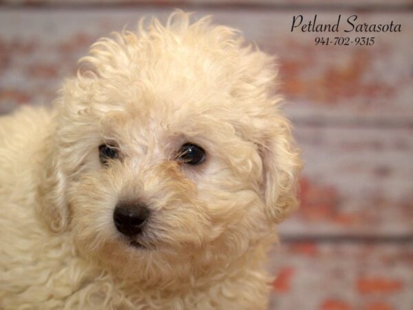 Poodle DOG Female Cream 22807 Petland Sarasota, Florida