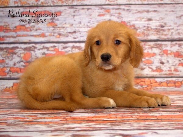 Golden Retriever DOG Female Golden 22808 Petland Sarasota, Florida