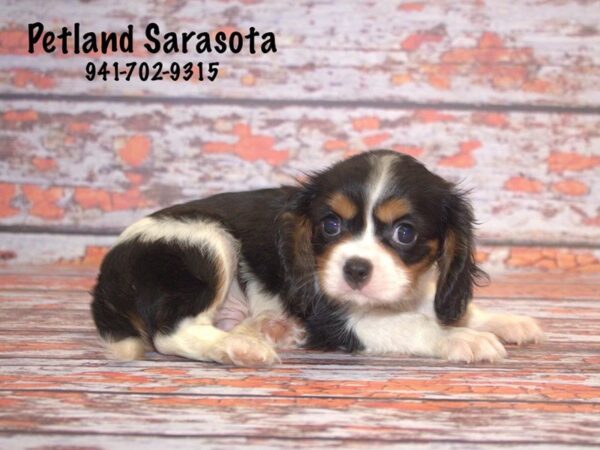 Cavalier King Charles Spaniel DOG Male Tri 22837 Petland Sarasota, Florida