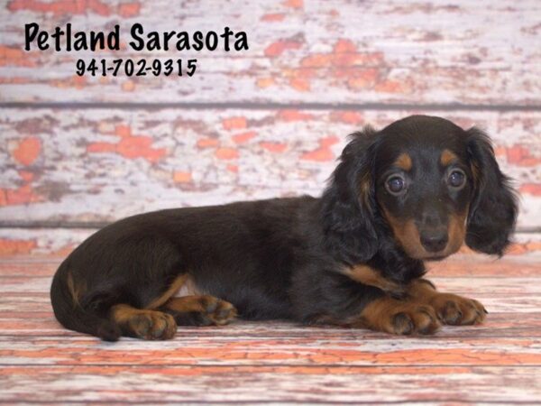 Dachshund DOG Female black tan 22835 Petland Sarasota, Florida