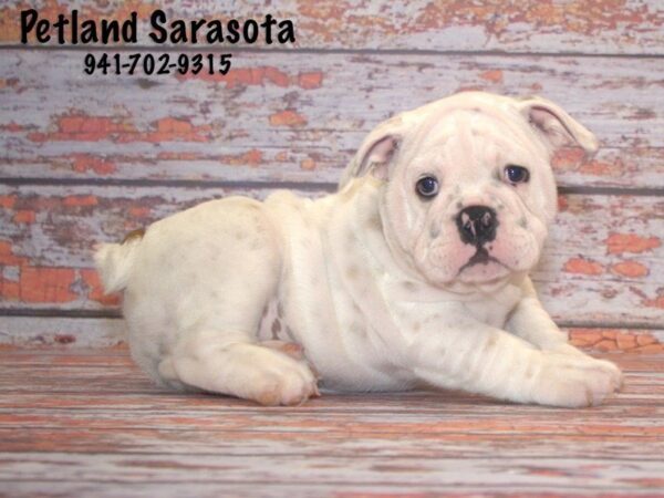 English Bulldog DOG Male RD:PBLD 22819 Petland Sarasota, Florida