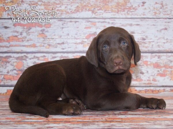 Labrador Retriever DOG Male Chocolate 22843 Petland Sarasota, Florida