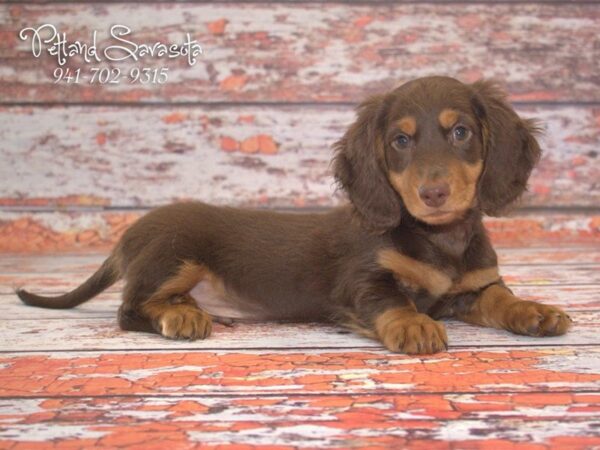 Dachshund DOG Male chlt & tn 22870 Petland Sarasota, Florida