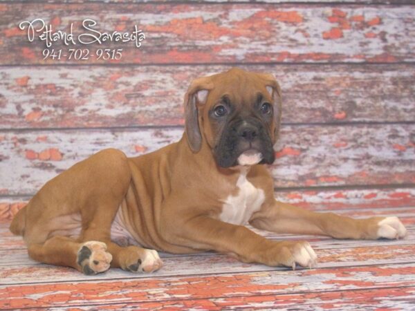 Boxer DOG Male fn blk msk 22868 Petland Sarasota, Florida