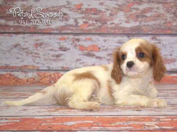 Cavalier King Charles Spaniel-DOG-Female-Blenheim-22863-Petland Sarasota, Florida
