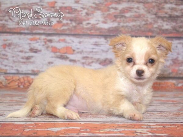 Chihuahua DOG Male Cream White 22860 Petland Sarasota, Florida