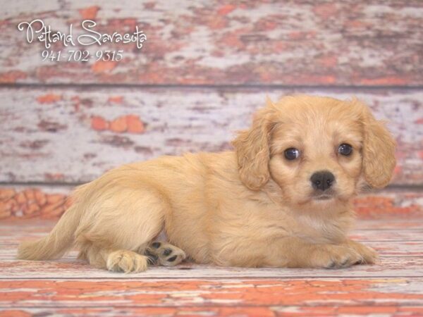 Cavachon DOG Male Red 22853 Petland Sarasota, Florida