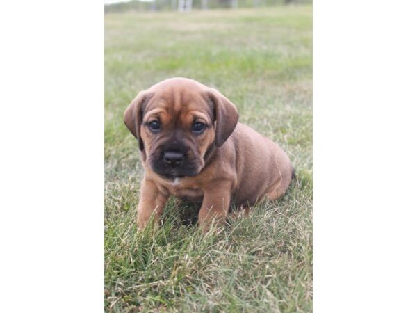 Bul-Bea DOG Female fn 22901 Petland Sarasota, Florida