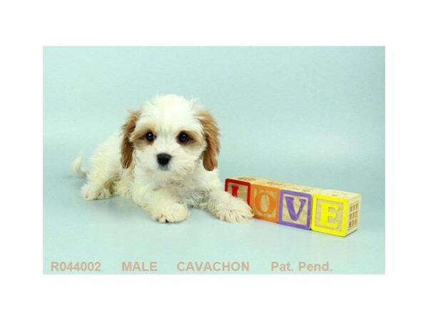 Cavachon DOG Male BHEIM 22922 Petland Sarasota, Florida