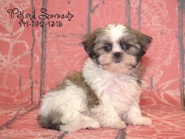 Poo-Shi DOG Female Brindle / White 22912 Petland Sarasota, Florida