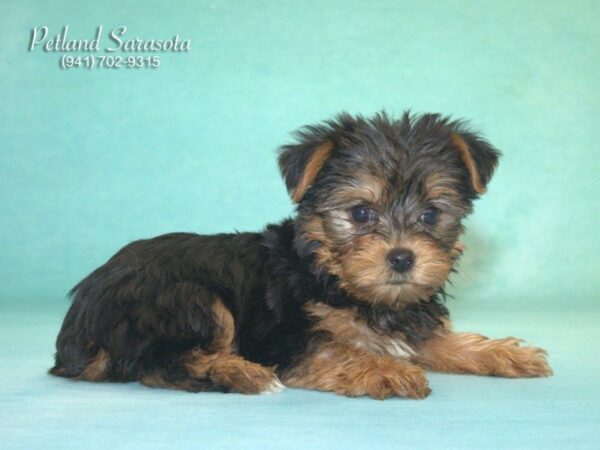 Yorkshire Terrier DOG Female BLK TAN 22928 Petland Sarasota, Florida