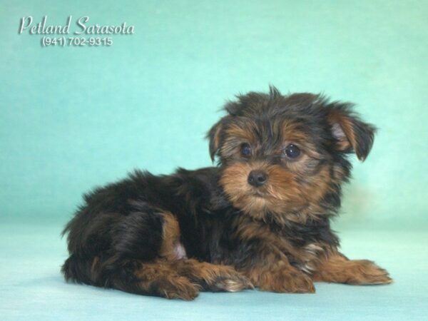 Yorkshire Terrier DOG Male BLK TAN 22929 Petland Sarasota, Florida