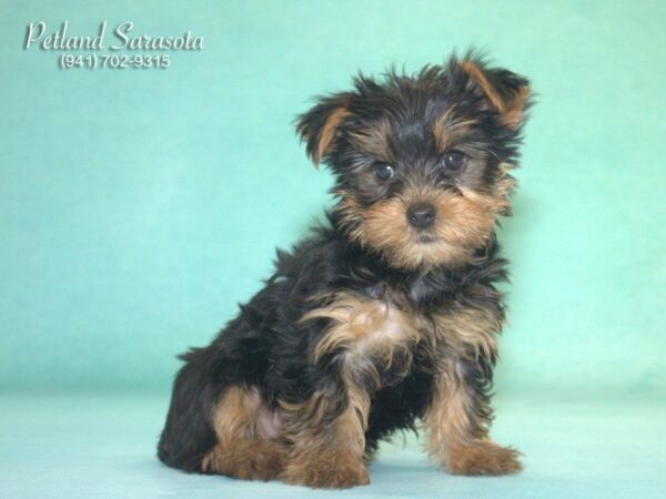 Yorkshire Terrier DOG Female Black / Tan 22948 Petland Sarasota, Florida