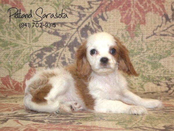 Cavalier King Charles Spaniel DOG Male Ruby 22961 Petland Sarasota, Florida