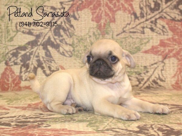 Pug DOG Male Fawn 22963 Petland Sarasota, Florida