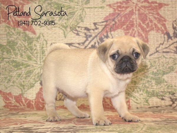 Pug DOG Male Fawn 22964 Petland Sarasota, Florida