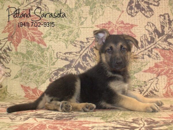 German Shepherd DOG Female black tan 22967 Petland Sarasota, Florida