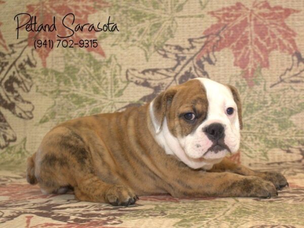 English Bulldog-DOG-Female-RD BRDL & WH-22975-Petland Sarasota, Florida
