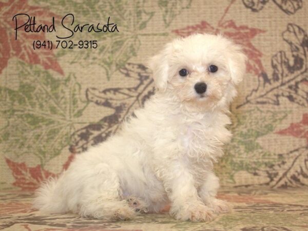 Bichon Frise DOG Female WH 22981 Petland Sarasota, Florida