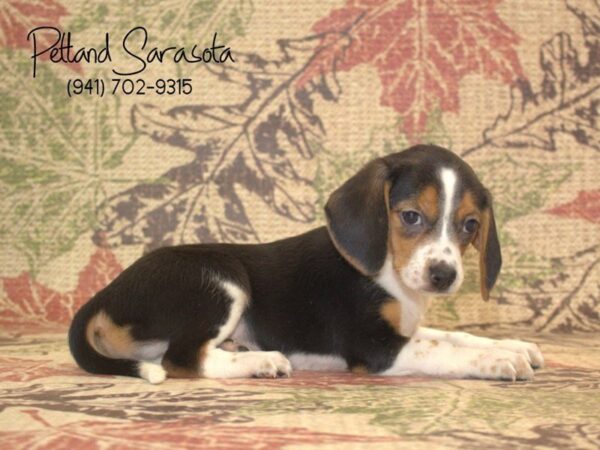 Beagle DOG Female TRI 22969 Petland Sarasota, Florida