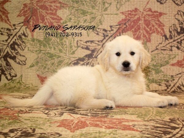 Golden Retriever DOG Male Light Golden 22994 Petland Sarasota, Florida