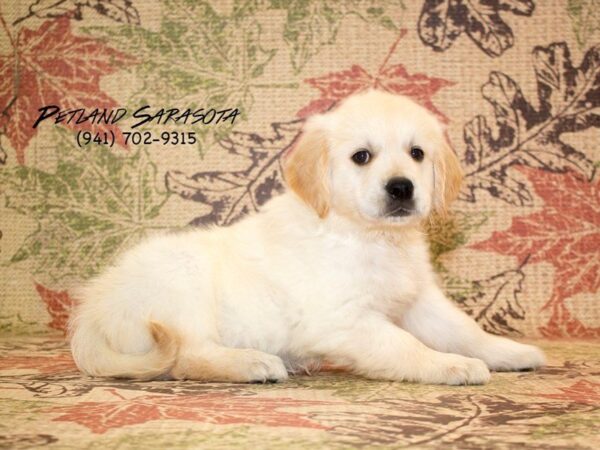 Golden Retriever DOG Male Light Golden 22995 Petland Sarasota, Florida