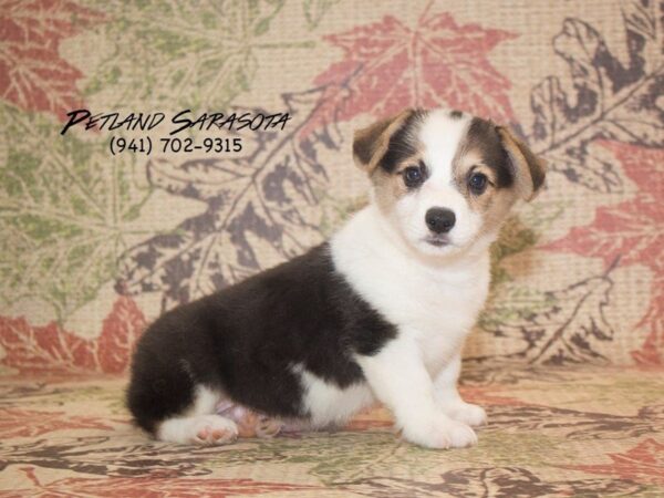 Pembroke Welsh Corgi DOG Male BLK & TN:WH MKGS 22996 Petland Sarasota, Florida