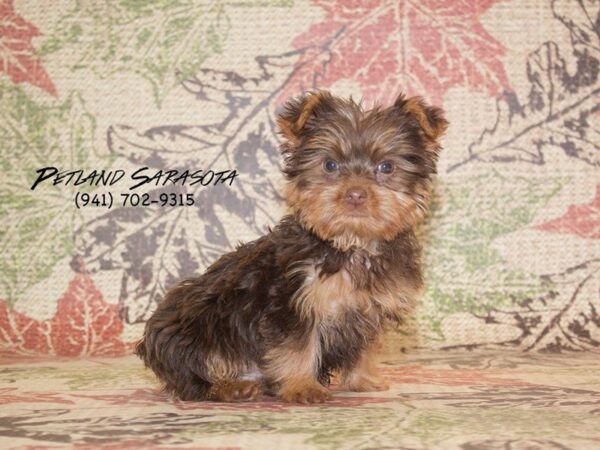 Yorkshire Terrier DOG Male BLK & TN 22997 Petland Sarasota, Florida