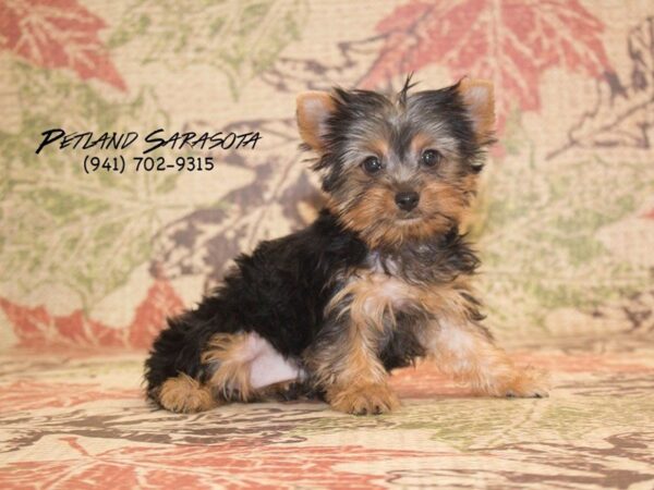 Yorkshire Terrier-DOG-Female-Black / Tan-23011-Petland Sarasota, Florida