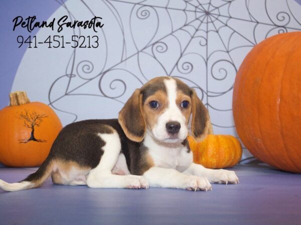 Beagle DOG Female Tri-Colored 23032 Petland Sarasota, Florida