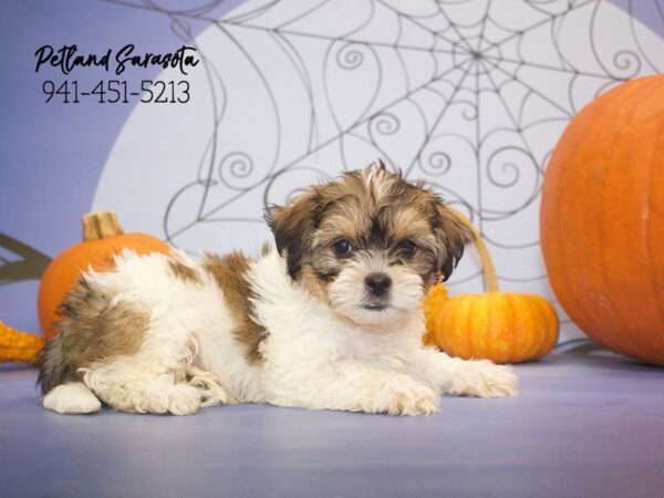 Malti-Shi DOG Male brown white 23029 Petland Sarasota, Florida