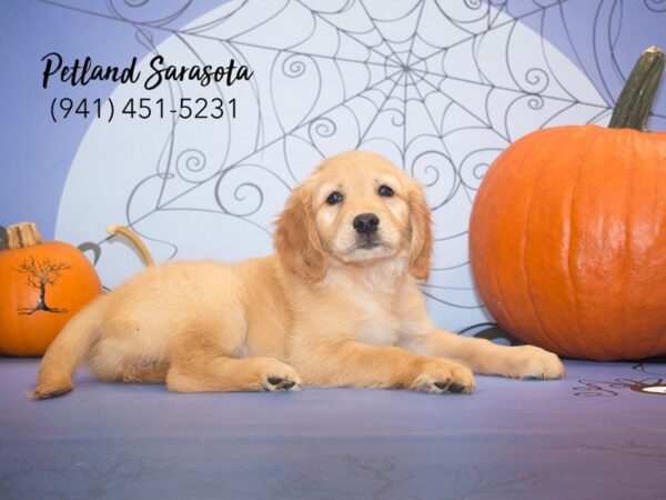 Golden Retriever DOG Female GLDN 23048 Petland Sarasota, Florida