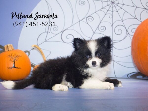 Pomeranian DOG Male BLK:WH MKGS 23050 Petland Sarasota, Florida