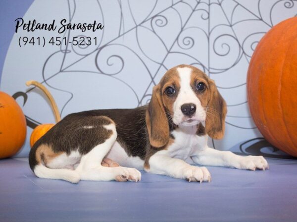 Beagle DOG Female tri 23054 Petland Sarasota, Florida