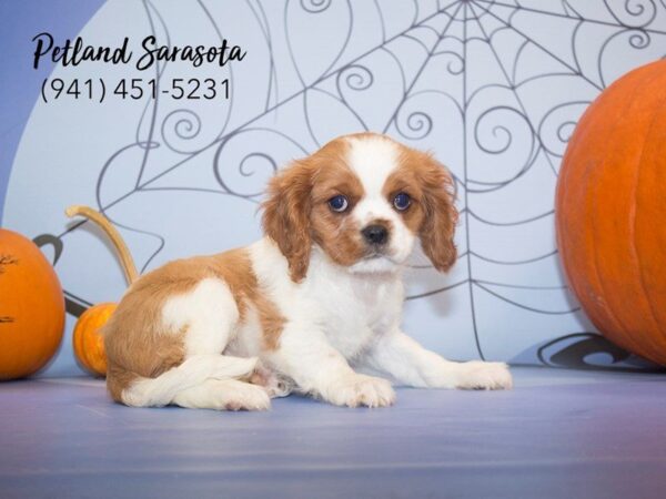 Cavalier King Charles Spaniel DOG Female Blenheim 23055 Petland Sarasota, Florida