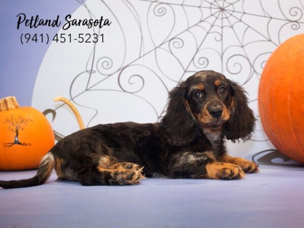 Dachshund DOG Female Black / Tan 23056 Petland Sarasota, Florida