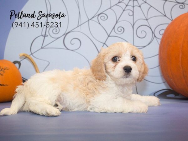 Cavachon DOG Male Blenheim 23067 Petland Sarasota, Florida