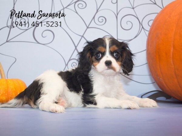 Cavalier King Charles Spaniel DOG Male TRI 23072 Petland Sarasota, Florida