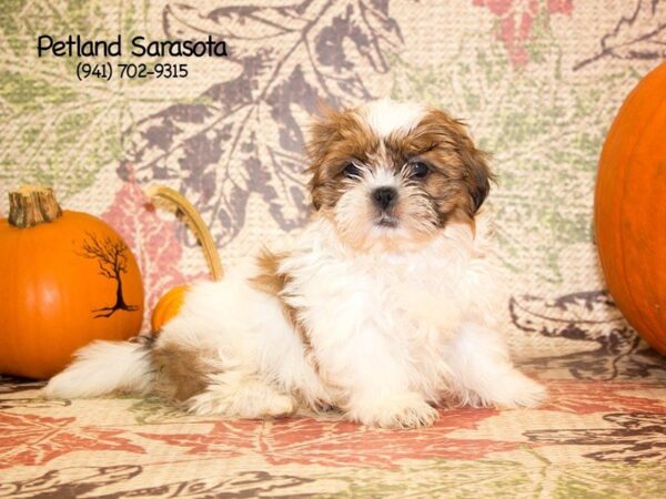 Shih Tzu DOG Female GLD & WH 23085 Petland Sarasota, Florida