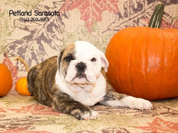 English Bulldog DOG Male FN BRDL & WH 23092 Petland Sarasota, Florida