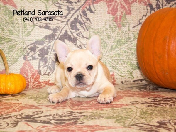 French Bulldog DOG Female CR 23094 Petland Sarasota, Florida