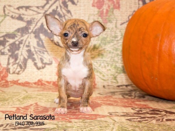 Chihuahua DOG Female FN BRDLD BLK 23096 Petland Sarasota, Florida